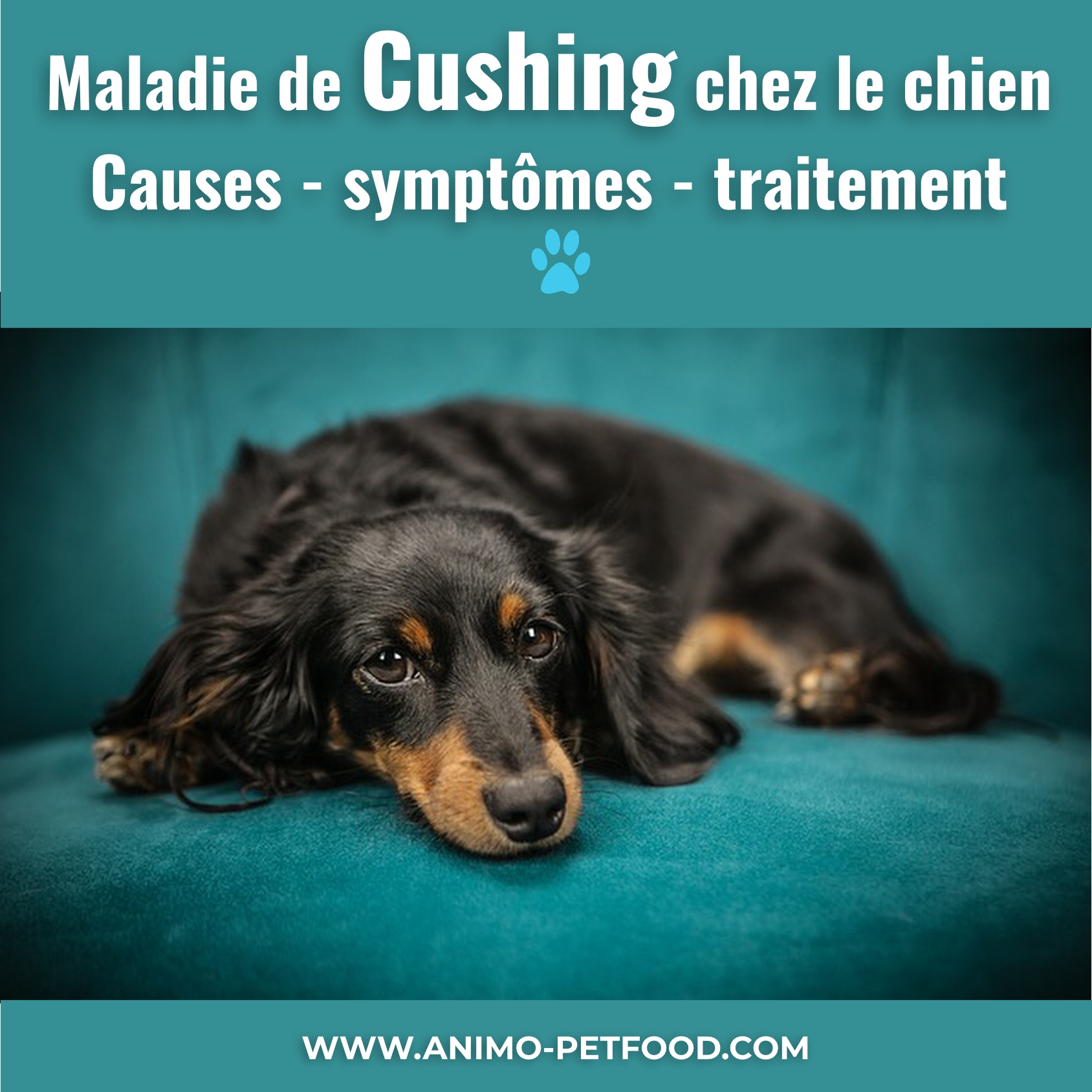 La maladie de Cushing chez le chien